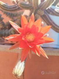 Cactus Chamaecereus silvestrii + omaggio 