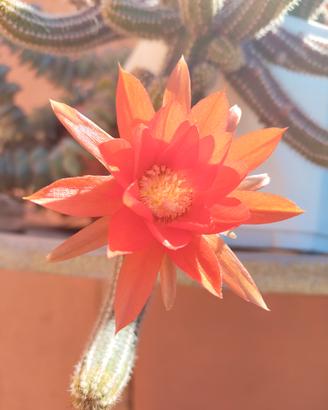 Cactus Chamaecereus silvestrii + omaggio 