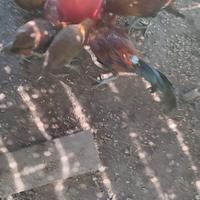 Galline ornamentali Phoenix