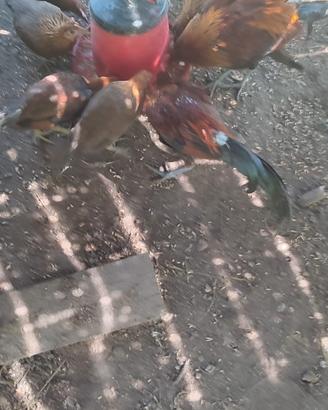 Galline ornamentali Phoenix