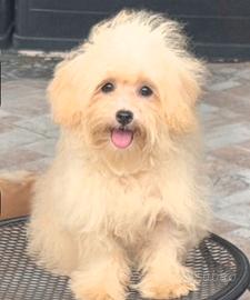 Maltipoo