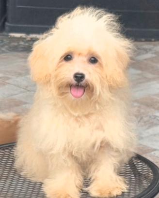 Maltipoo