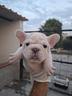 bulldog-francese-big-rope-maschio