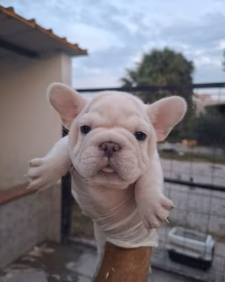 Bulldog francese Big Rope Maschio