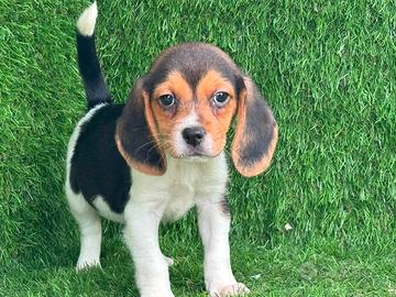 Beagle