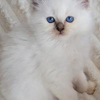 Cuccioli di gatto Sacro di Birmania
