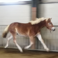 Haflinger