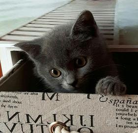 Gattini Certosini con Pedigree