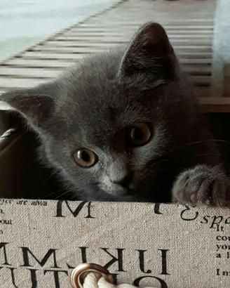 Gattini Certosini con Pedigree