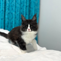 Cucciolo di maine coon