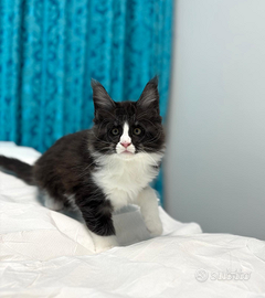 Cucciolo di maine coon