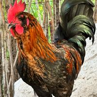 Galli,padovano. Livornese , araucano ramas