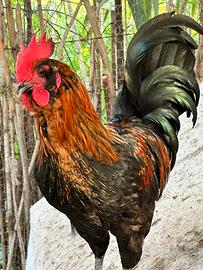 Galli,padovano. Livornese , araucano ramas