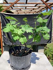 Pre Bonsai di vite