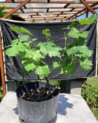 Pre Bonsai di vite