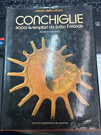 Conchiglie 4000 esemplari da tutto il mondo