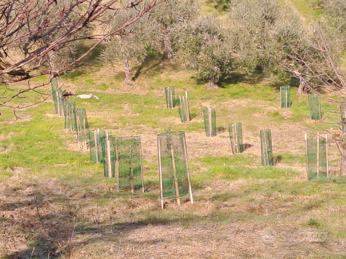 Uliveta in produzione - Vista 5