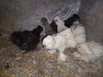 Galline Moroseta