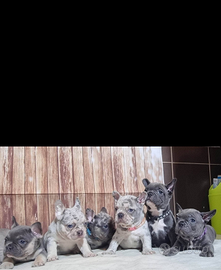 Cuccioli di Bulldog Francese Blu