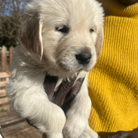 Golden retriever