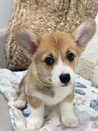 Corgi Cucciolo