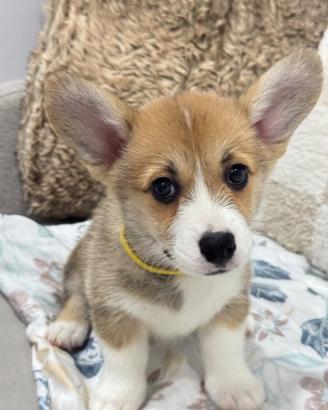 Corgi Cucciolo