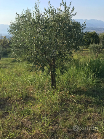 Terreno agricolo