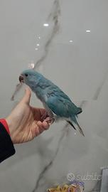 Pappagalli allevati a mano