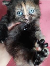 Gattina simil Siberiana