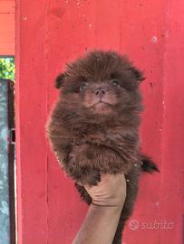 Spitz Pomerania