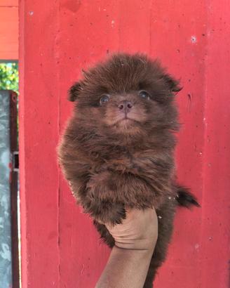 Spitz Pomerania
