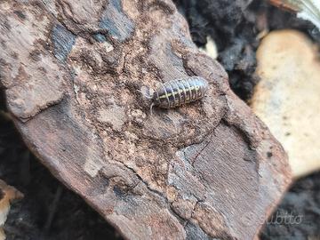 Armadillidium gestroi