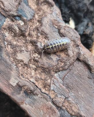 Armadillidium gestroi