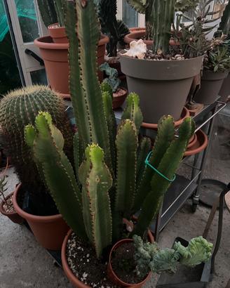 Cactus