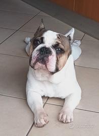 Salve sono Zeus  Bulldog francese 