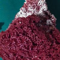 Corallo per acquario