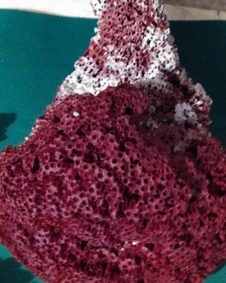 Corallo per acquario