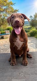 Cuccioli american pitbull terrier