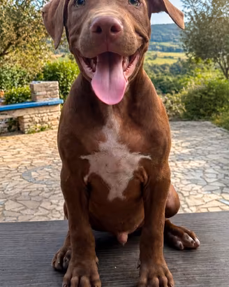 Cuccioli american pitbull terrier