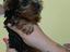 Immagine 1
