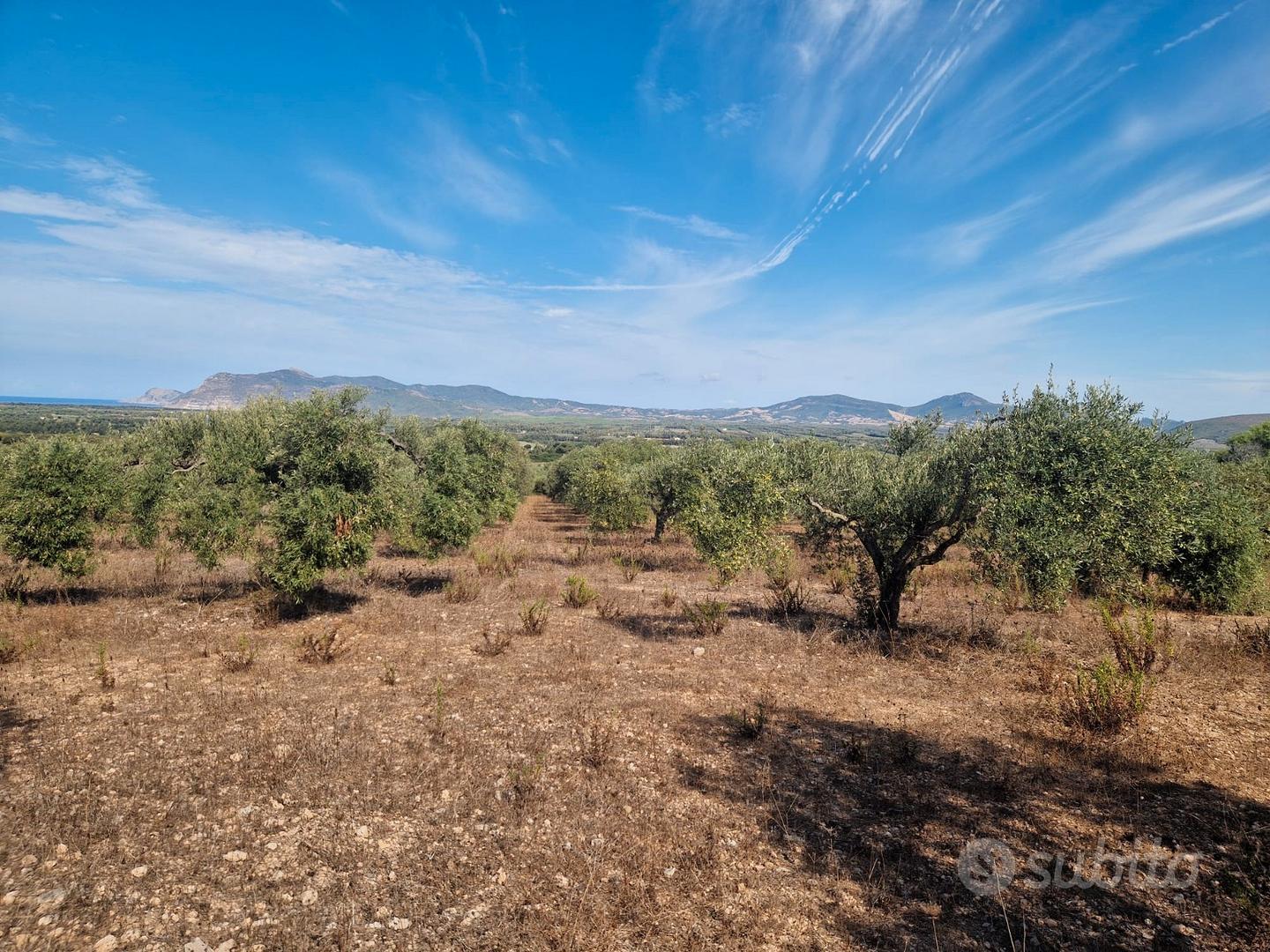 Alghero Terreno agricolo con uliveto - Vista 2