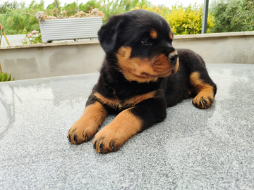 Rottweiler cuccioli puri