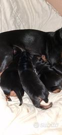 Disponibili cuccioli pincher