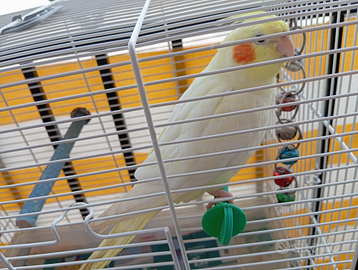 Calopsite lutino femmina