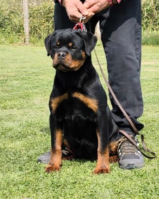 Rottweiler cucciola