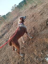 Cane da caccia