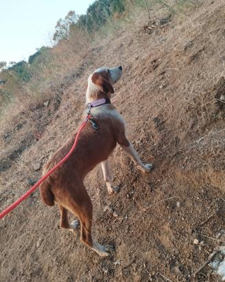 Cane da caccia