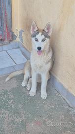 Husky femmina