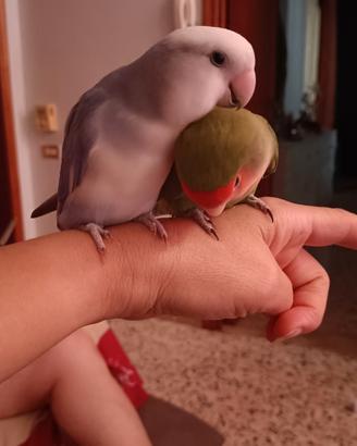 Inseparabili e cocorite