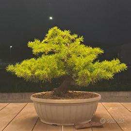 PreBonsai pino australiano